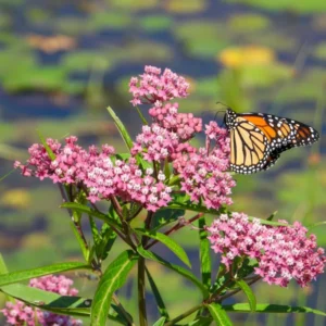 Butterfly Milkweed Plants Live - 2 Asclepias Tuberosa Plants 4-9 Inch Height - Outdoor Planting