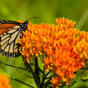 Butterfly Milkweed Plants Live - 2 Asclepias Tuberosa Plants 4-9 Inch Height - Outdoor Planting