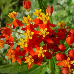 Butterfly Milkweed Plants Live - 2 Asclepias Tuberosa Plants 4-9 Inch Height - Outdoor Planting