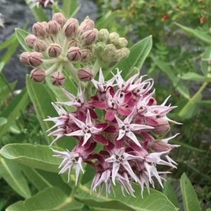 Broadleaf Milkweed