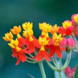 Tropical Red Milkweed