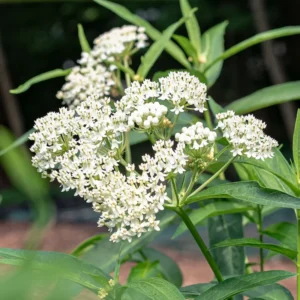 White Milkweed