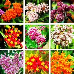 Butterfly Milkweed Plants Live - 4 Pack Asclepias Tuberosa 5-8