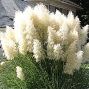 Pampas Grass Plants Live Clumps 3 Pack - Ornamental Grass Perennial