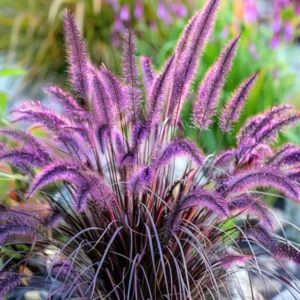Fountain Grass Live Plants - 3 Pack, 5-9 Inch Tall, Ornamental Grass Perennial