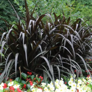 Fountain Grass Live Plants - 3 Pack, 5-9 Inch Tall, Ornamental Grass Perennial