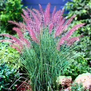 Fountain Grass Live Plants - 3 Pack, 5-9 Inch Tall, Ornamental Grass Perennial