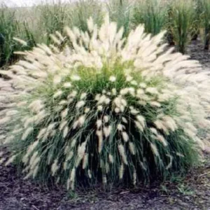 Fountain Grass Live Plants - 3 Pack, 5-9 Inch Tall, Ornamental Grass Perennial