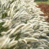 White Fountain Grass