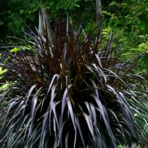 Black Fountain Grass
