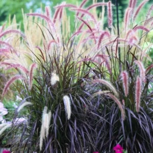 Red Purple Fountain Grass