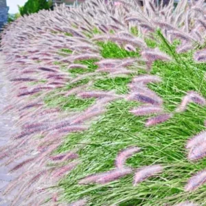 Live Fountain Grass Plants - Tall Ornamental Perennial for Landscaping - 5-9 Inch