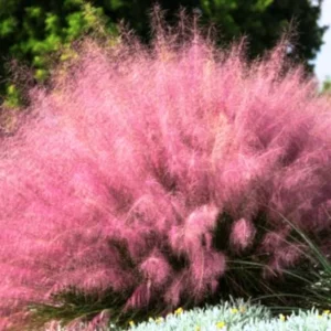3 Muhly Grass Plants Pack - Live Ornamental Grass Clumps Perennial 5-9 Inch