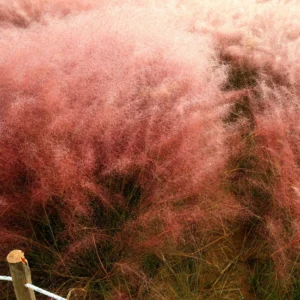 3 Muhly Grass Plants Pack - Live Ornamental Grass Clumps Perennial 5-9 Inch