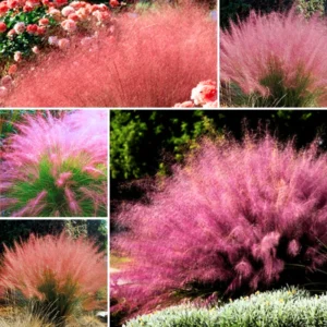 Mix Muhly Grass