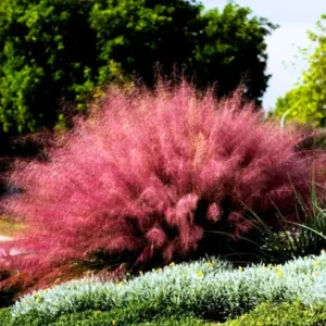 Pink Muhly Grass