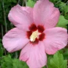 Aphrodite Rose of Sharon Hibiscus syriacus Established Roots 3.5” Pot - 3 Plants