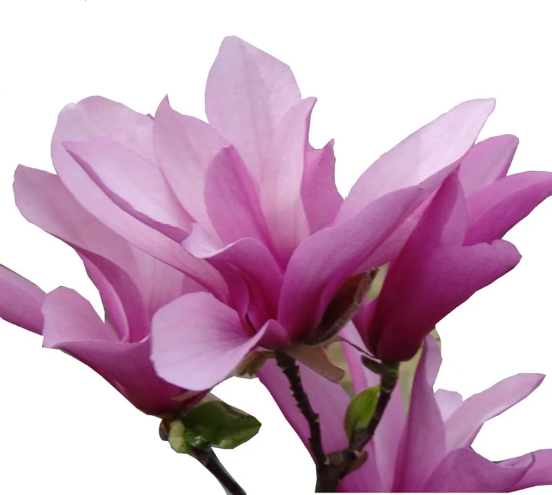 Jane Magnolia Tree - Magnolia liliflora Healthy Established Roots 1 Trade Gallon by Growers Solution