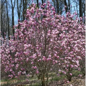 Jane Magnolia Tree - Magnolia liliflora Healthy Established Roots 1 Trade Gallon by Growers Solution