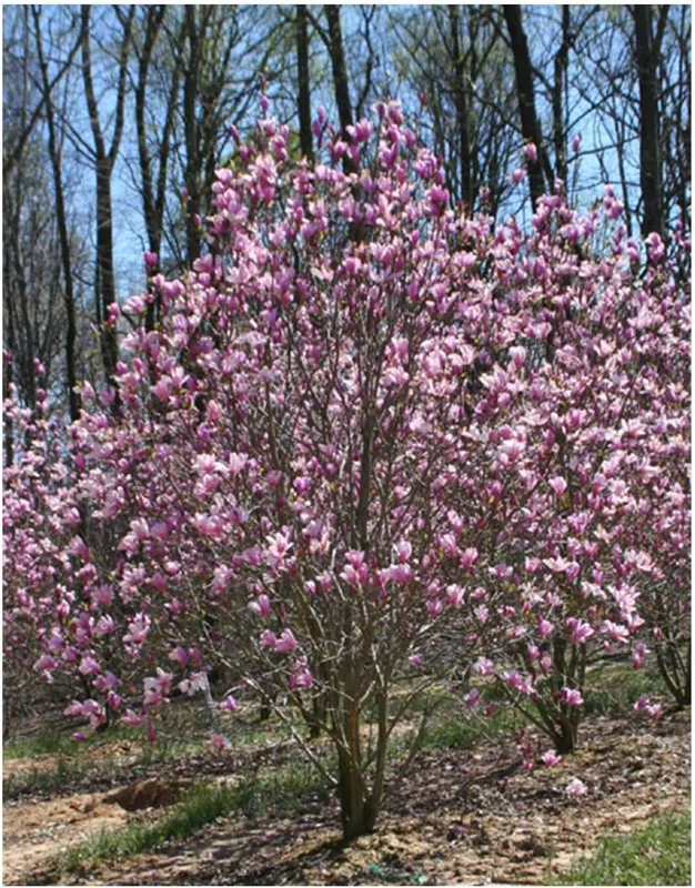 Jane Magnolia Tree - Magnolia liliflora Healthy Established Roots 1 Trade Gallon by Growers Solution