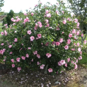 Aphrodite Rose of Sharon Hibiscus syriacus Established Roots 3.5” Pot - 3 Plants