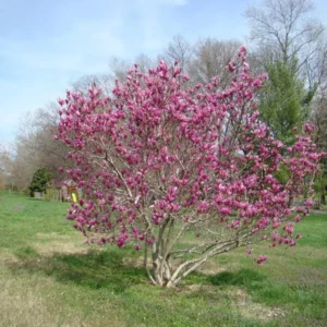 Jane Magnolia Tree - Magnolia liliflora Healthy Established Roots 1 Trade Gallon by Growers Solution
