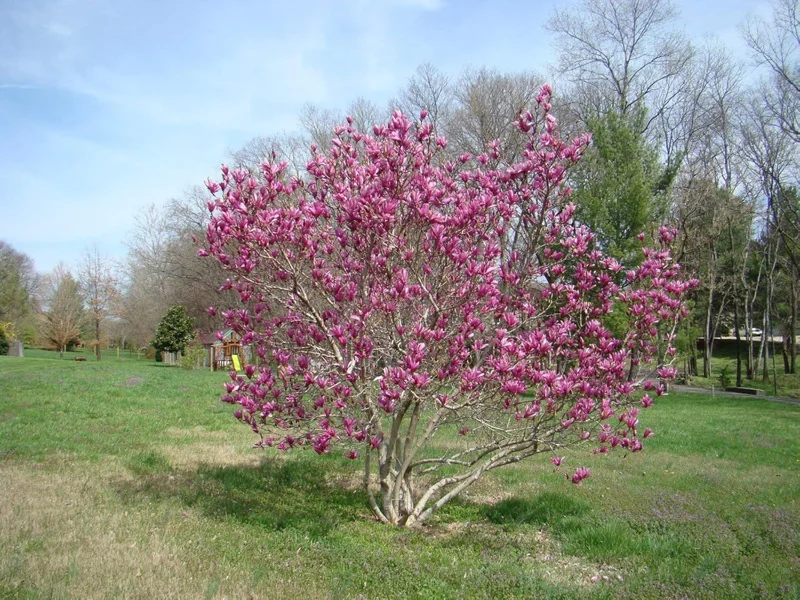 Jane Magnolia Tree - Magnolia liliflora Healthy Established Roots 1 Trade Gallon by Growers Solution