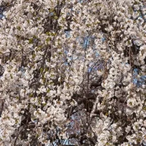 Yoshino Weeping Cherry 2.5 inch Potted Plant 2 Plants