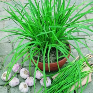 Chives Plants Live - Heirloom Leeks Plant 4-8 Inch Tall