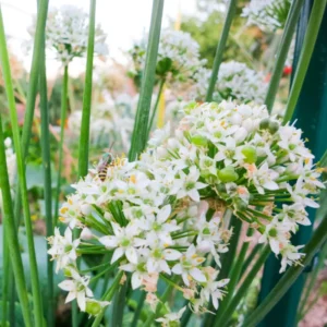 Chives Plants Live - Heirloom Leeks Plant 4-8 Inch Tall