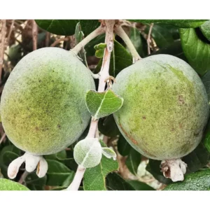 Pineapple Guava Tree Live Plant 4-8 inch Tropical Guava Seedling