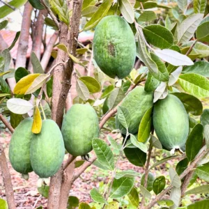 Pineapple Guava Tree Live Plant 4-8 inch Tropical Guava Seedling