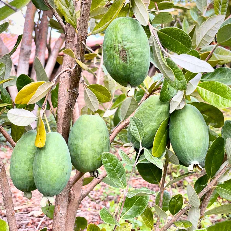 Pineapple Guava Tree Live Plant 4-8 inch Tropical Guava Seedling
