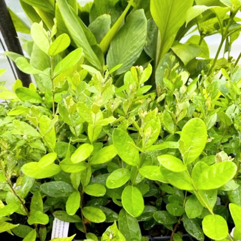 Pineapple Guava Tree Live Plant 4-8 inch Tropical Guava Seedling