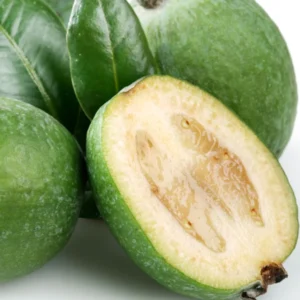 Pineapple Guava Tree Live Plant 4-8 inch Tropical Guava Seedling