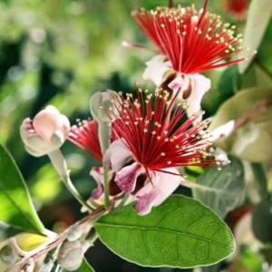 Pineapple Guava Tree Live Plant 4-8 inch Tropical Guava Seedling
