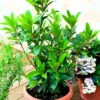 Bay Leaf Plant - Live Laurus Nobilis Tree - Sweet Bay Laurel Herb