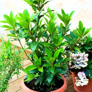 Bay Leaf Plant - Live Laurus Nobilis Tree - Sweet Bay Laurel Herb