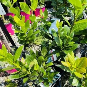 Bay Leaf Plant - Live Laurus Nobilis Tree - Sweet Bay Laurel Herb