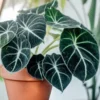 Black Velvet Alocasia Live Plant - Rare Black Alocasia Houseplant Indoor Home Garden - No Pot