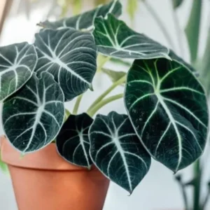 Black Velvet Alocasia Live Plant - Rare Black Alocasia Houseplant Indoor Home Garden - No Pot