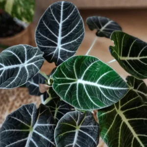 Black Velvet Alocasia Live Plant - Rare Black Alocasia Houseplant Indoor Home Garden - No Pot