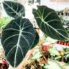Black Velvet Alocasia Live Plant - Rare Black Alocasia Houseplant Indoor Home Garden - No Pot