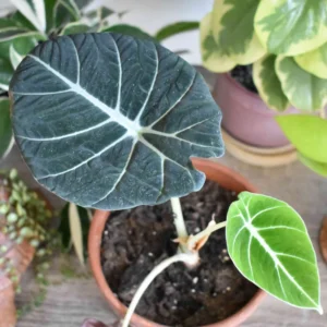 Black Velvet Alocasia Live Plant - Rare Black Alocasia Houseplant Indoor Home Garden - No Pot