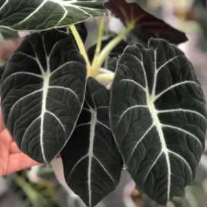 Black Velvet Alocasia Live Plant - Rare Black Alocasia Houseplant Indoor Home Garden - No Pot