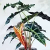 Black Green Alocasia Live Plant - Rare Houseplant Indoor Home Garden Decor No Pot