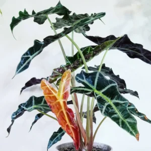 Black Green Alocasia Live Plant - Rare Houseplant Indoor Home Garden Decor No Pot