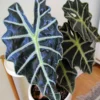 Black Green Alocasia Live Plant - Rare Houseplant Indoor Home Garden Decor No Pot