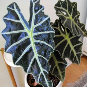 Black Green Alocasia Live Plant - Rare Houseplant Indoor Home Garden Decor No Pot