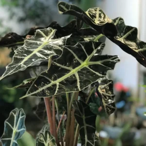 Black Green Alocasia Live Plant - Rare Houseplant Indoor Home Garden Decor No Pot